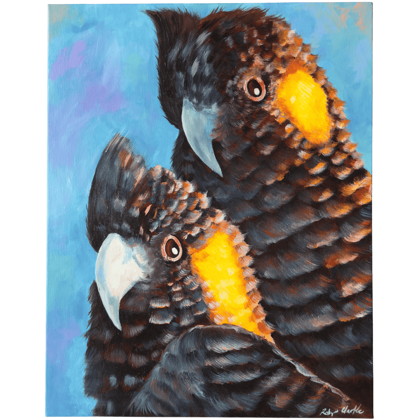 Black Cockatoo's